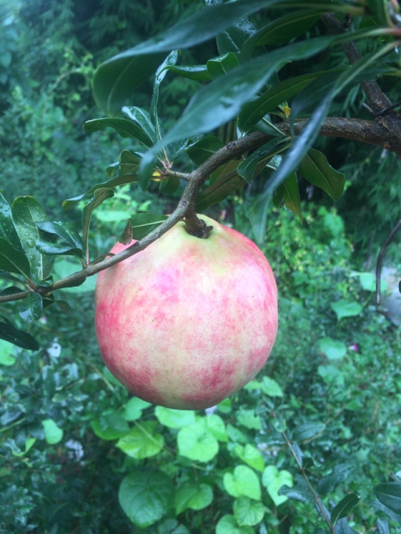 会理软籽石榴量大从优