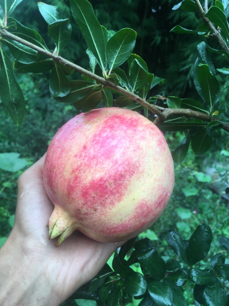 会理软籽石榴量大从优