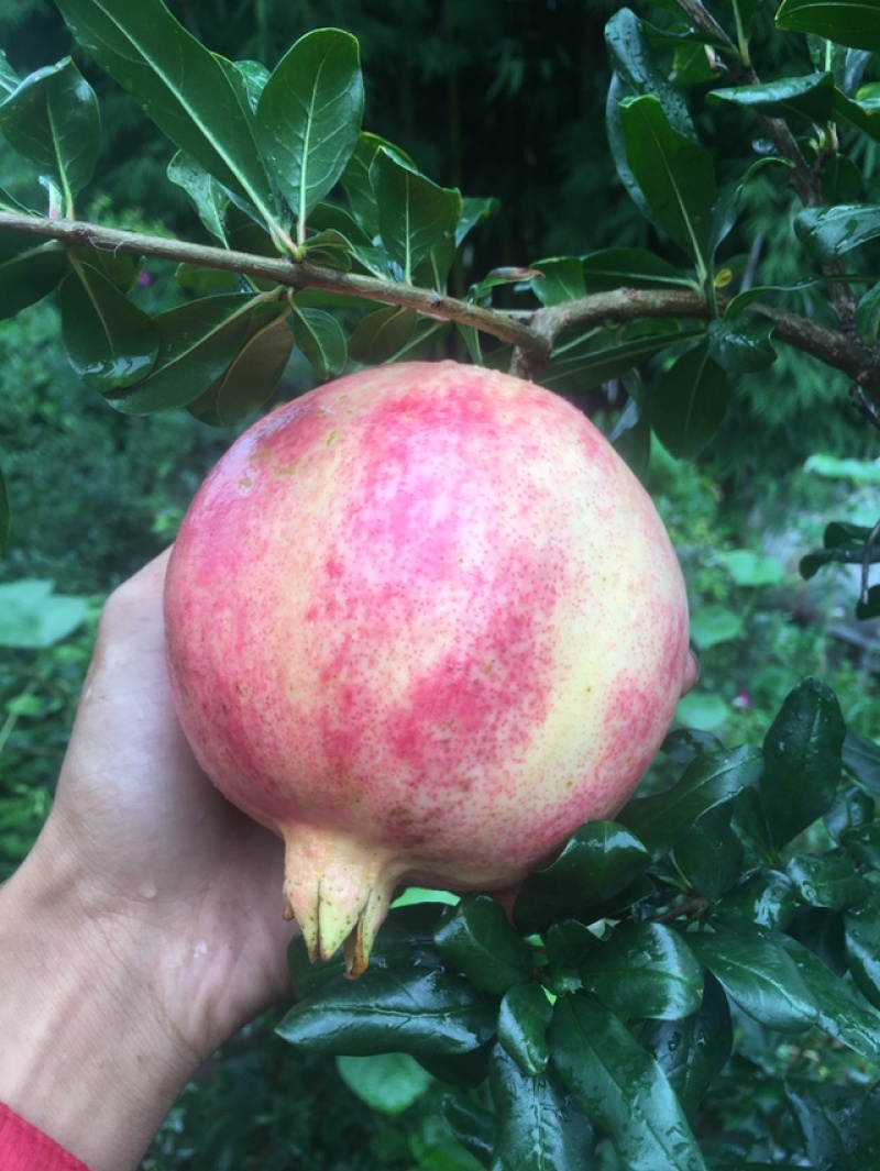 会理软籽石榴量大从优