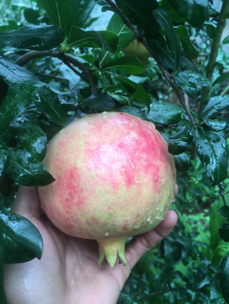 会理软籽石榴量大从优