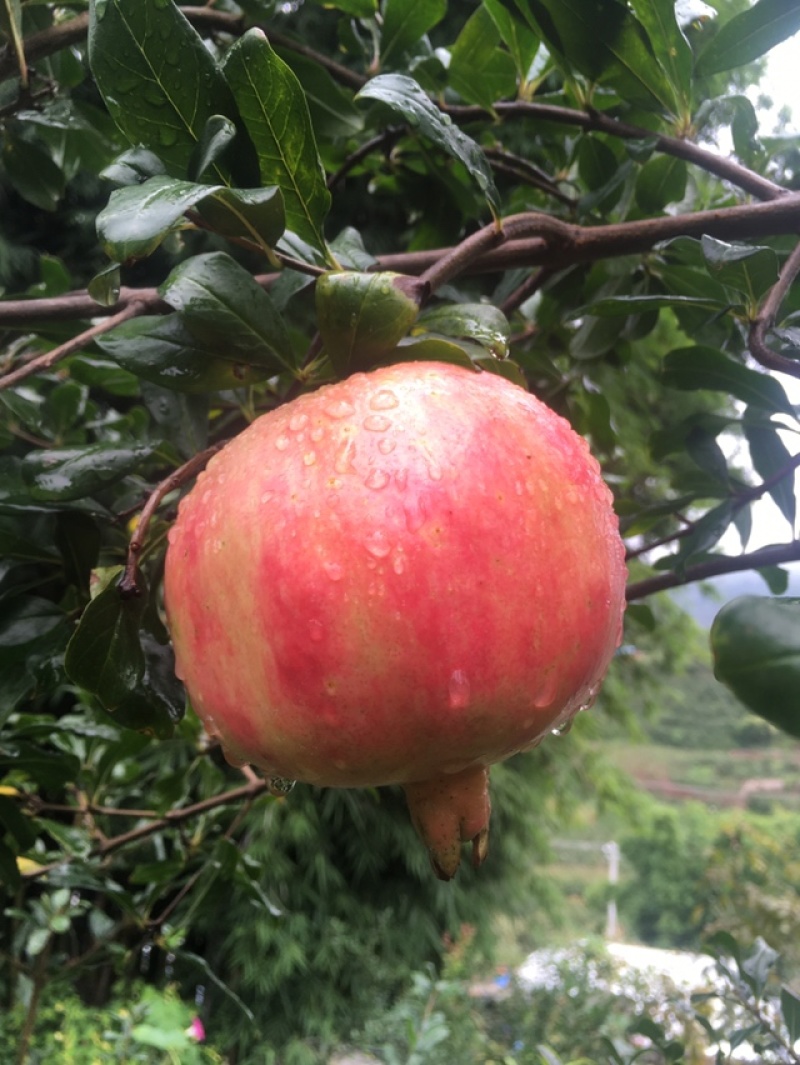 会理软籽石榴量大从优