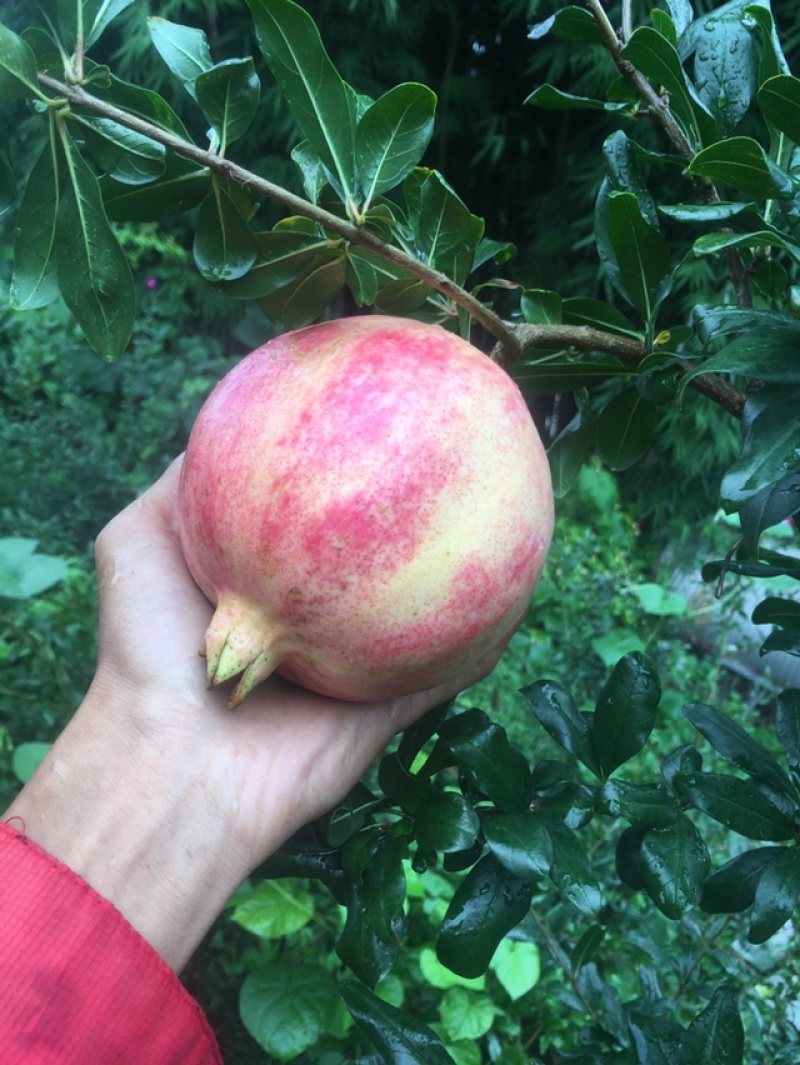 会理软籽石榴量大从优
