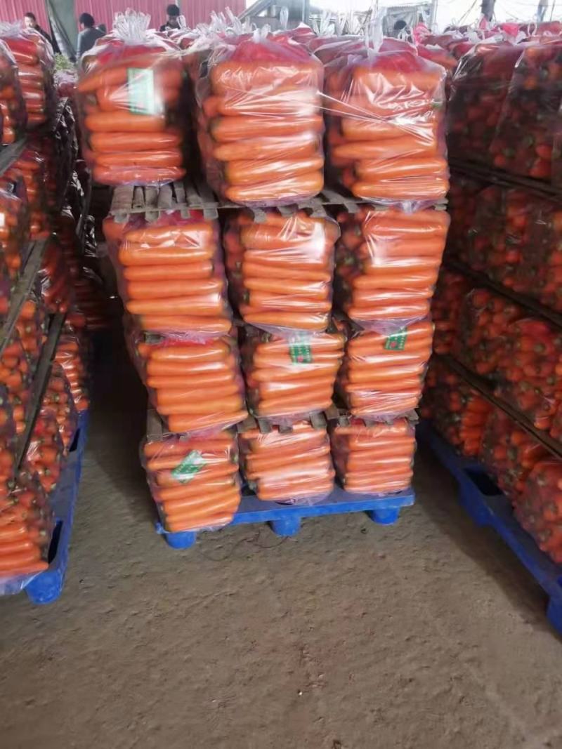 河南，精品，三红萝卜，有水洗货，电商货，市场货，通货，