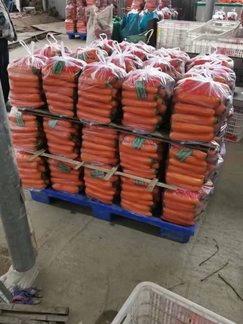 河南，精品，三红萝卜，有水洗货，电商货，市场货，通货，
