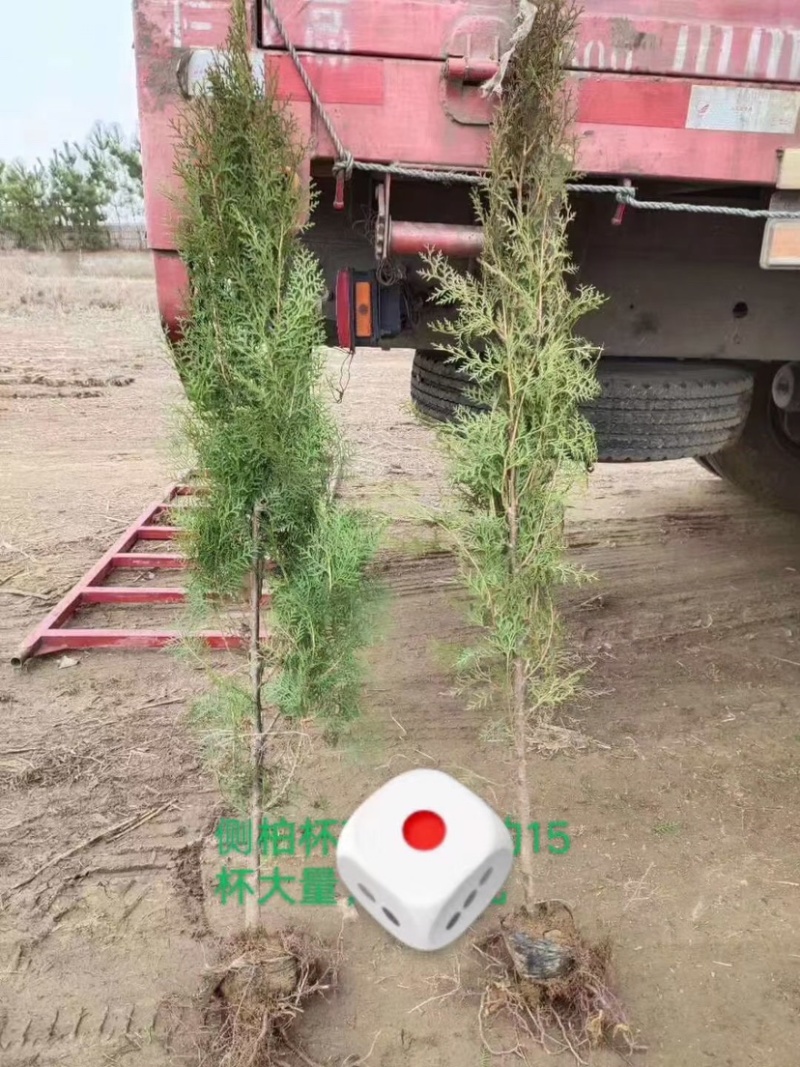 侧柏，侧柏小苗，侧柏苗，扁柏，扁柏苗，扁柏小苗