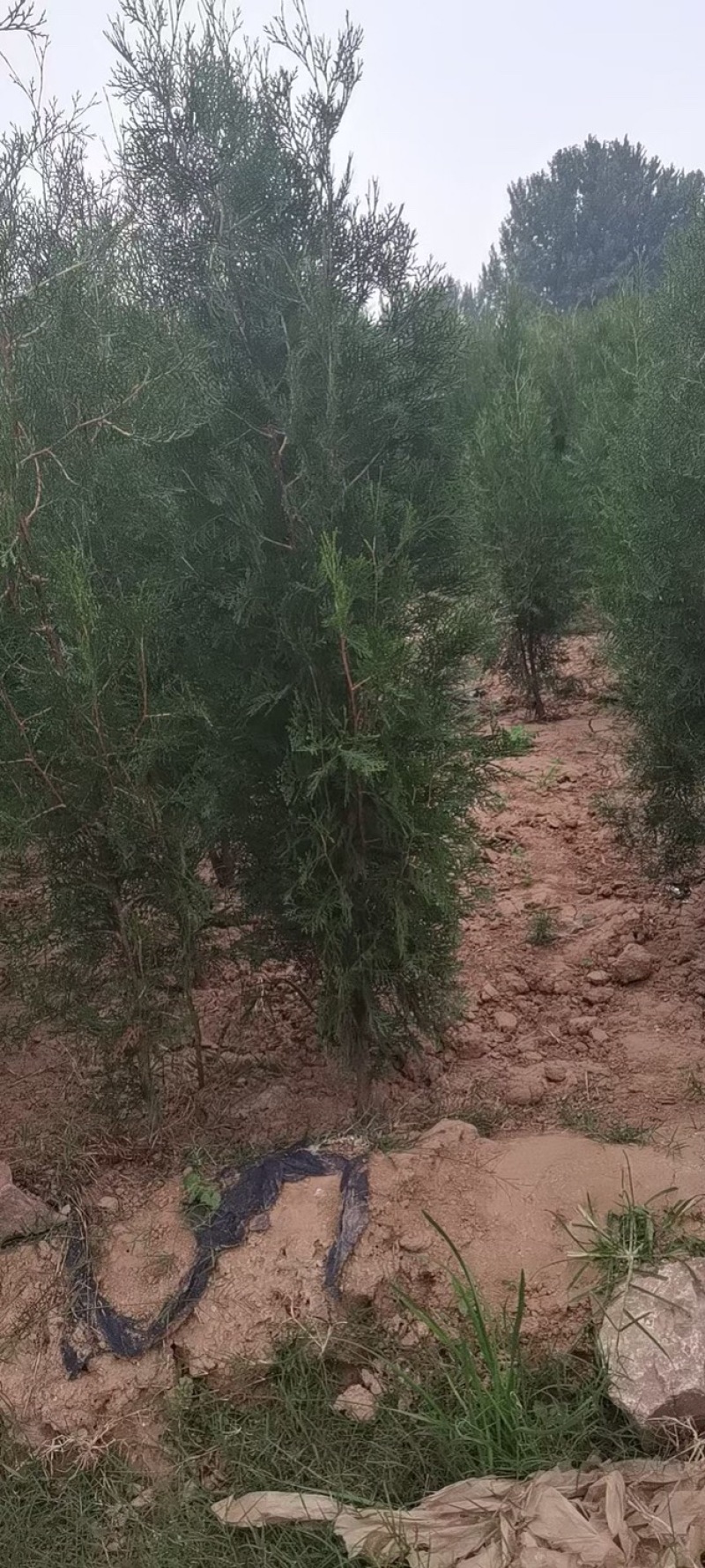 侧柏，侧柏小苗，侧柏苗，扁柏，扁柏苗，扁柏小苗