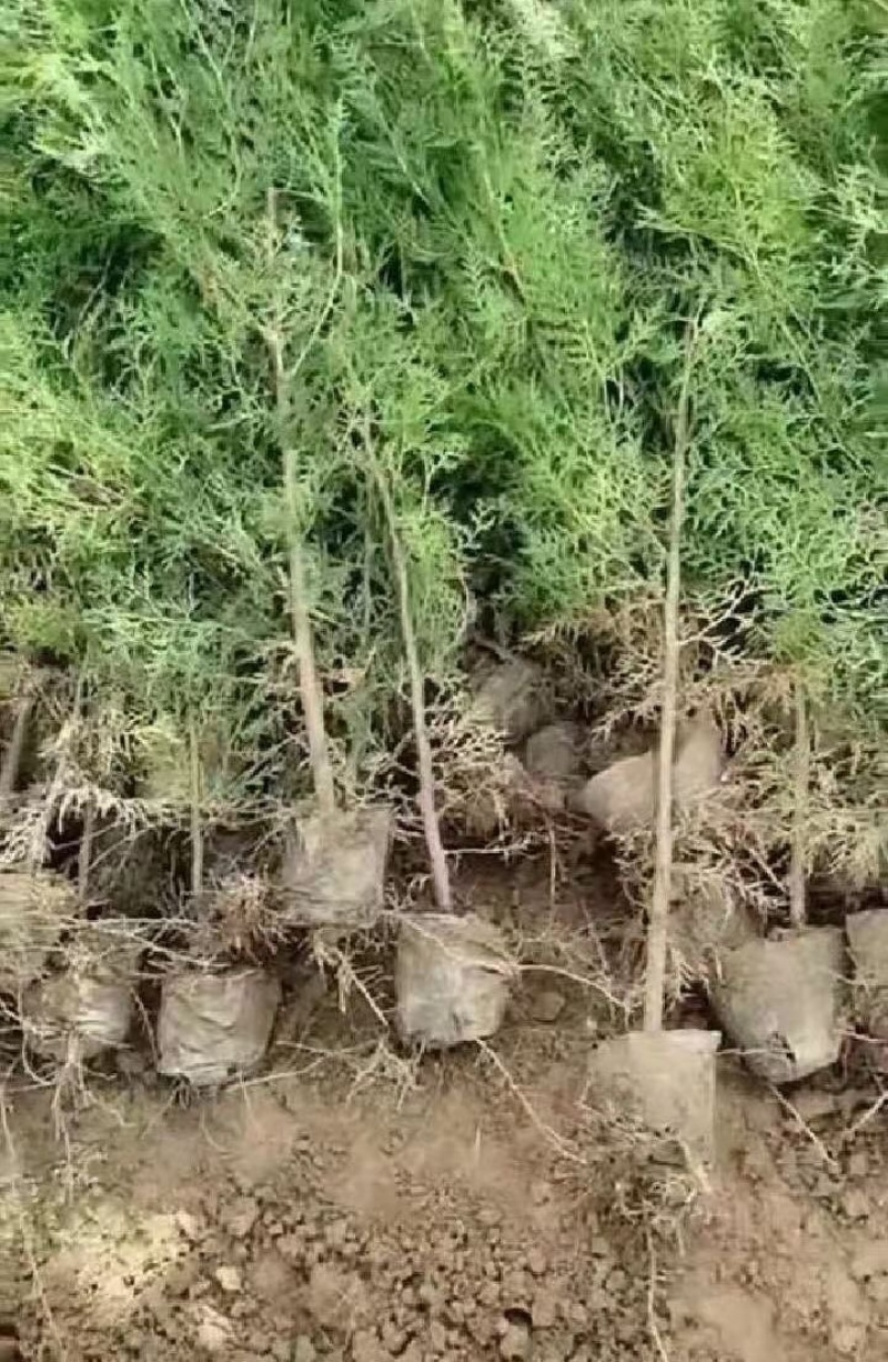 侧柏，侧柏小苗，侧柏苗，扁柏，扁柏苗，扁柏小苗