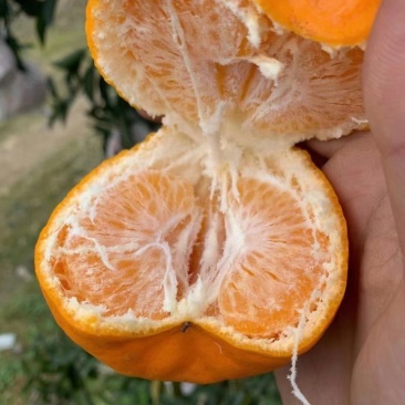 春见，耙耙柑。颜色火红，皮张漂亮，甜得粘嘴巴