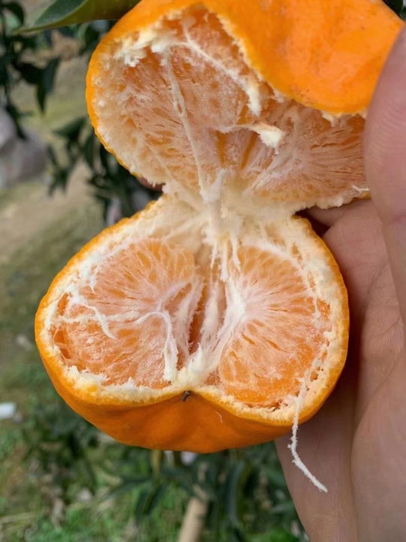 春见，耙耙柑。颜色火红，皮张漂亮，甜得粘嘴巴