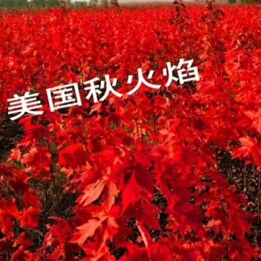 常年红红枫苗【速生生长速度快】南方北方都可以种植