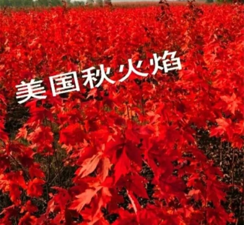 常年红红枫苗【速生生长速度快】南方北方都可以种植