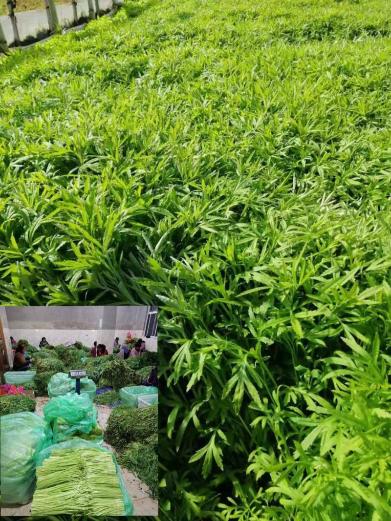 信誉至上，品质至上精品保障