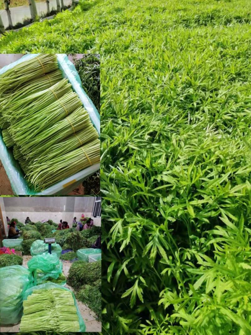 信誉至上，品质至上精品保障