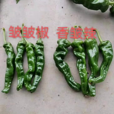 皱皮辣椒15一20厘米中辣
