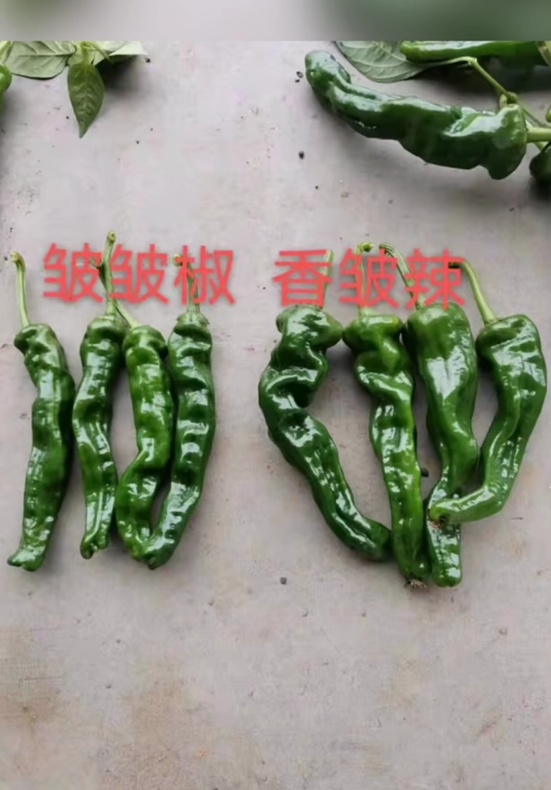 皱皮辣椒15一20厘米中辣