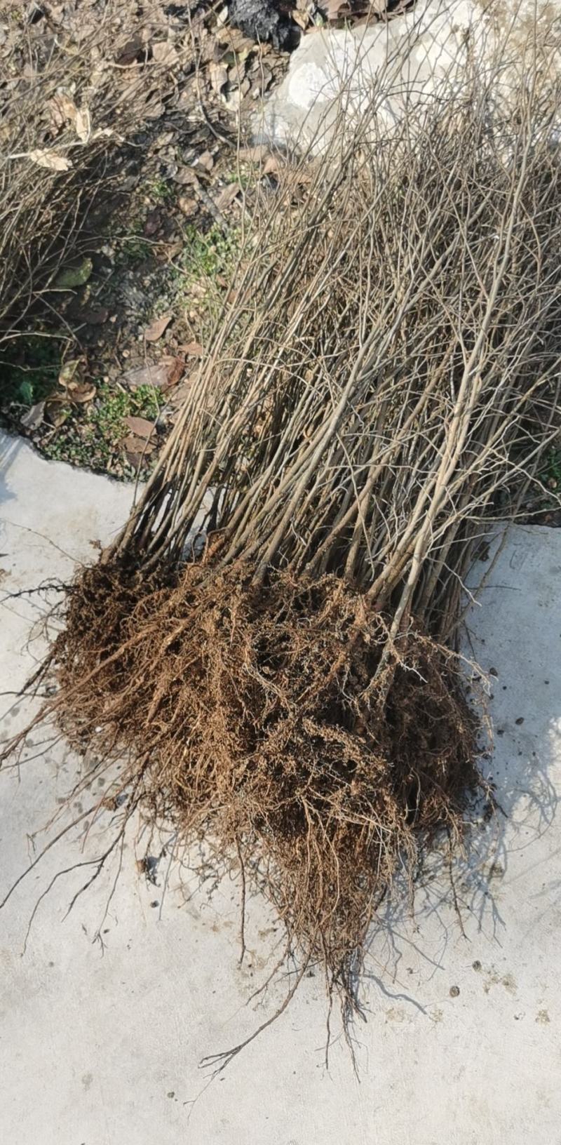 当年红榉树苗，品质纯正价格合理，上货速度快