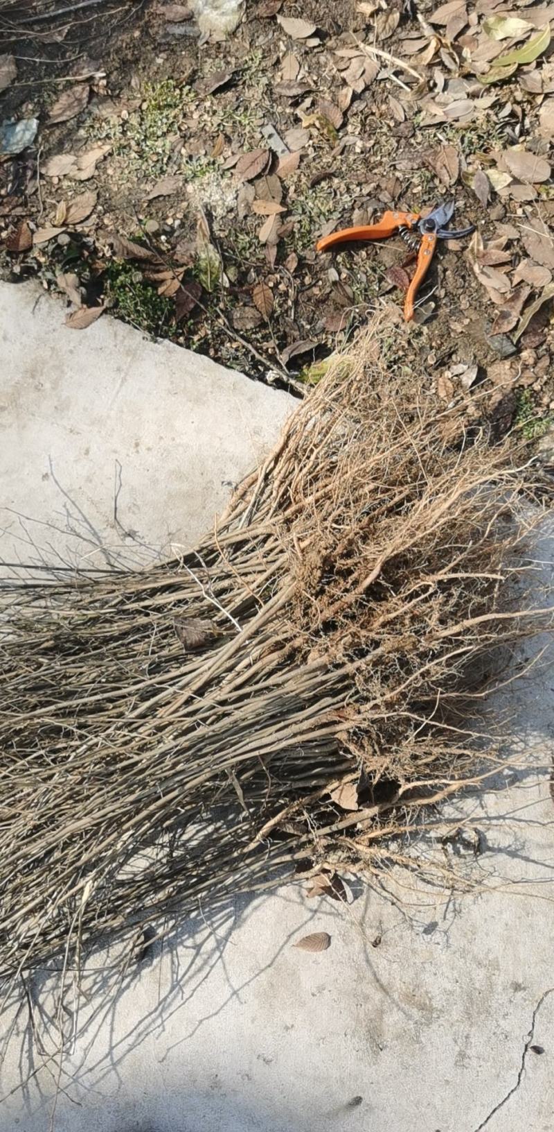 当年红榉树苗，品质纯正价格合理，上货速度快