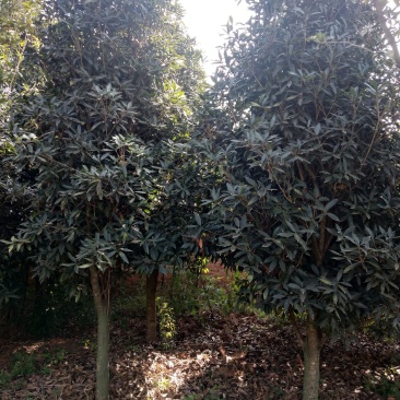桂花树米径5-8公分