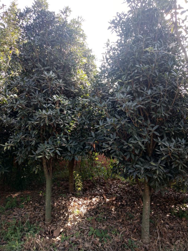 桂花树米径5-8公分