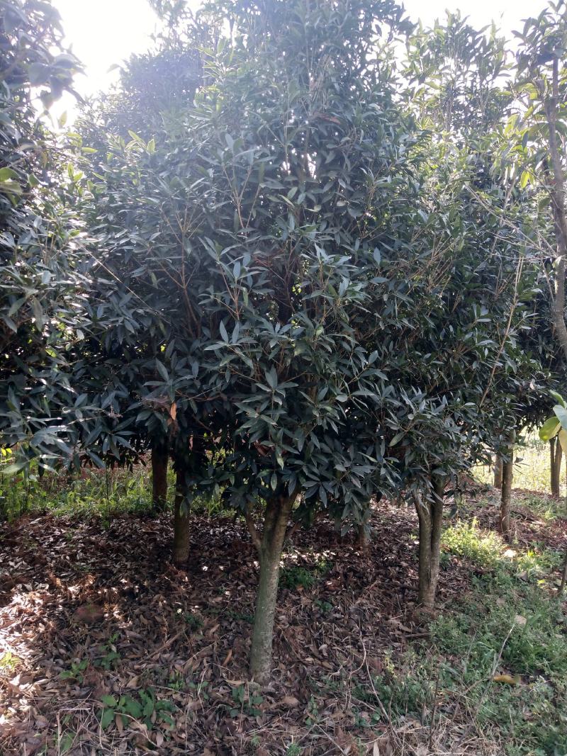 桂花树米径5-8公分