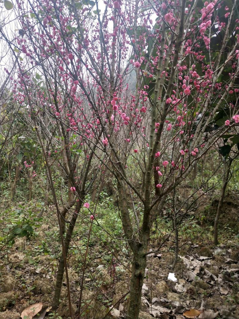 红梅地径8-12公分