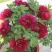 盆栽观赏牡丹花，年宵花！10个花苞以上！80公分高！