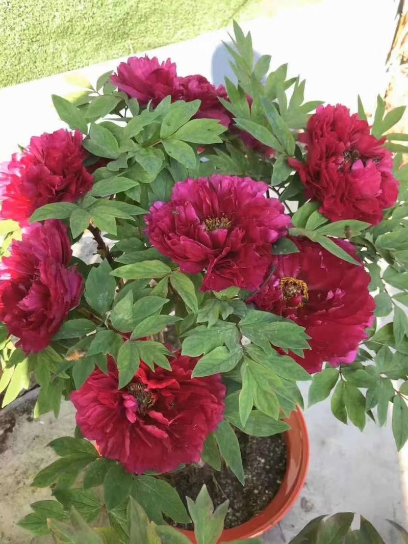 盆栽观赏牡丹花，年宵花！10个花苞以上！80公分高！