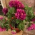 盆栽观赏牡丹花，年宵花！10个花苞以上！80公分高！
