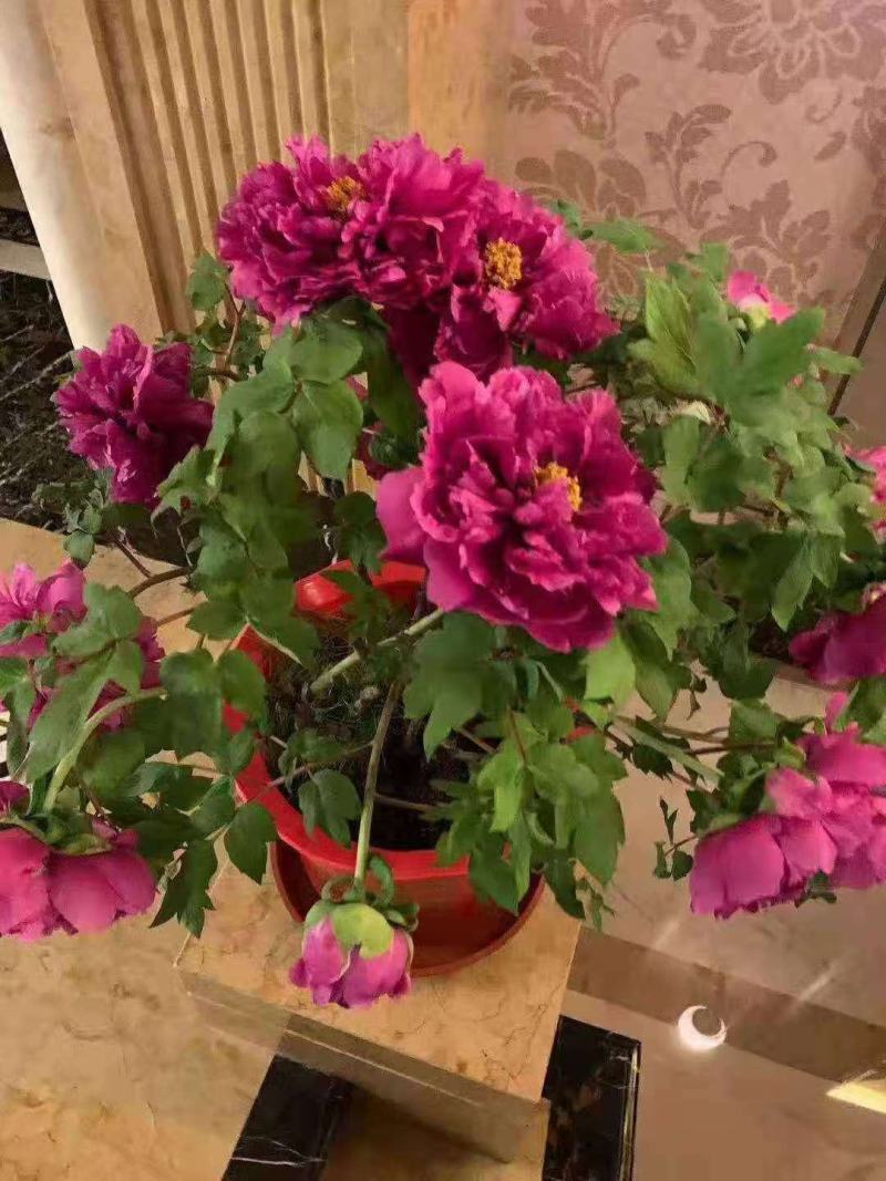 盆栽观赏牡丹花，年宵花！10个花苞以上！80公分高！