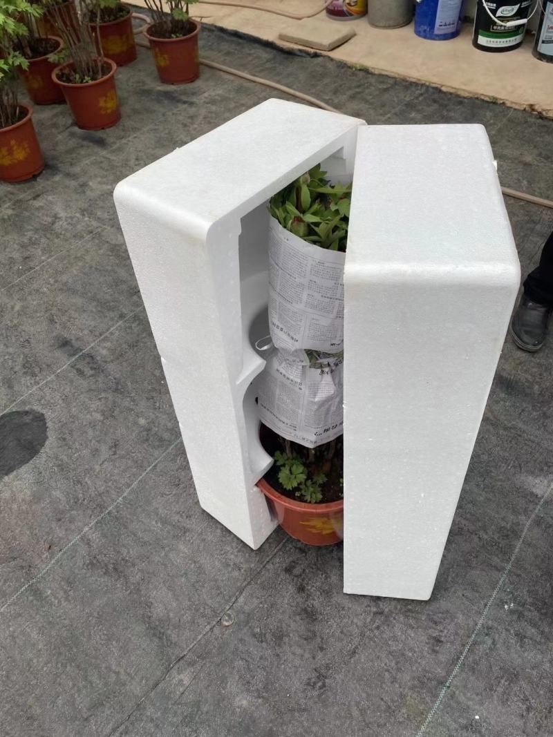 盆栽观赏牡丹花，年宵花！10个花苞以上！80公分高！