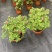 盆栽观赏牡丹花，年宵花！10个花苞以上！80公分高！