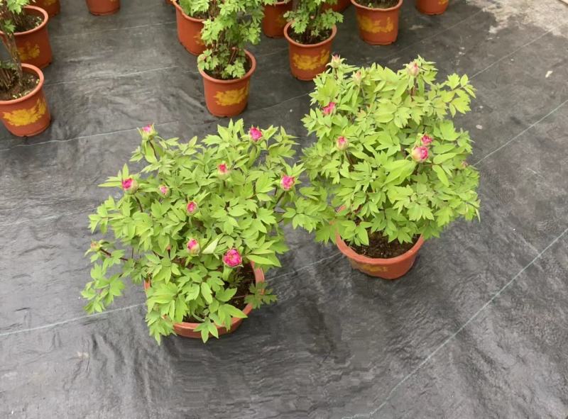 盆栽观赏牡丹花，年宵花！10个花苞以上！80公分高！