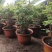 盆栽观赏牡丹花，年宵花！10个花苞以上！80公分高！