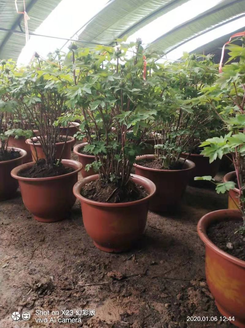 盆栽观赏牡丹花，年宵花！10个花苞以上！80公分高！