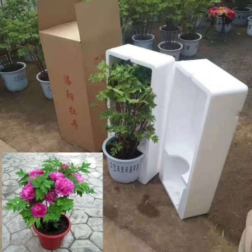盆栽观赏牡丹花，年宵花！10个花苞以上！80公分高！