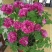 盆栽观赏牡丹花，年宵花！10个花苞以上！80公分高！