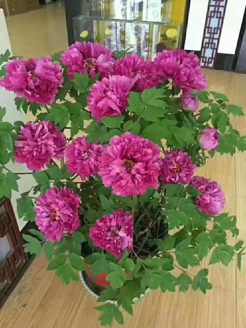 盆栽观赏牡丹花，年宵花！10个花苞以上！80公分高！