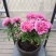 盆栽观赏牡丹花，年宵花！10个花苞以上！80公分高！