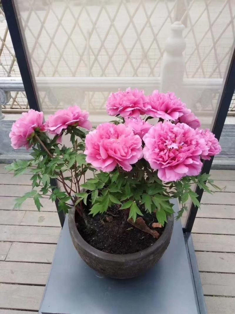 盆栽观赏牡丹花，年宵花！10个花苞以上！80公分高！