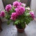 盆栽观赏牡丹花，年宵花！10个花苞以上！80公分高！