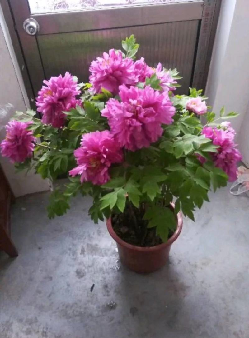 盆栽观赏牡丹花，年宵花！10个花苞以上！80公分高！