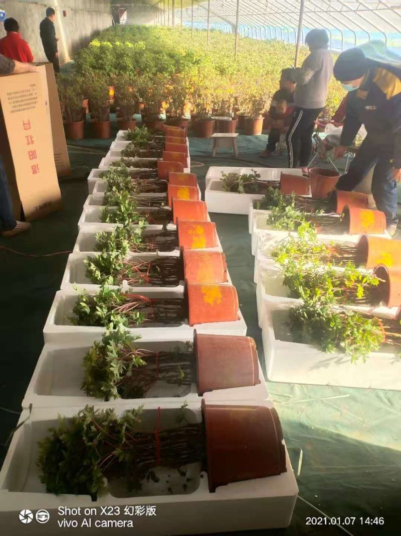盆栽观赏牡丹花，年宵花！10个花苞以上！80公分高！
