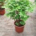 盆栽观赏牡丹花，年宵花！10个花苞以上！80公分高！