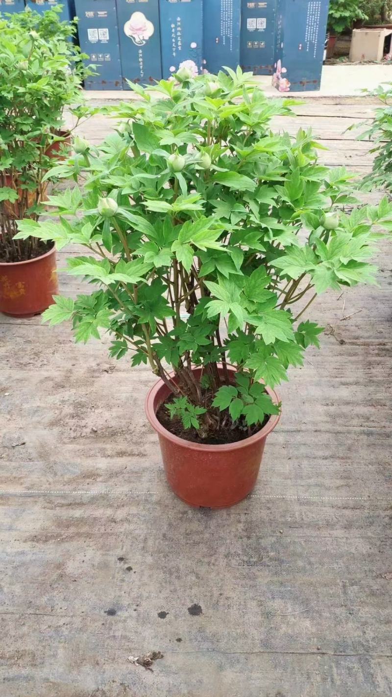 盆栽观赏牡丹花，年宵花！10个花苞以上！80公分高！