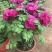 盆栽观赏牡丹花，年宵花！10个花苞以上！80公分高！