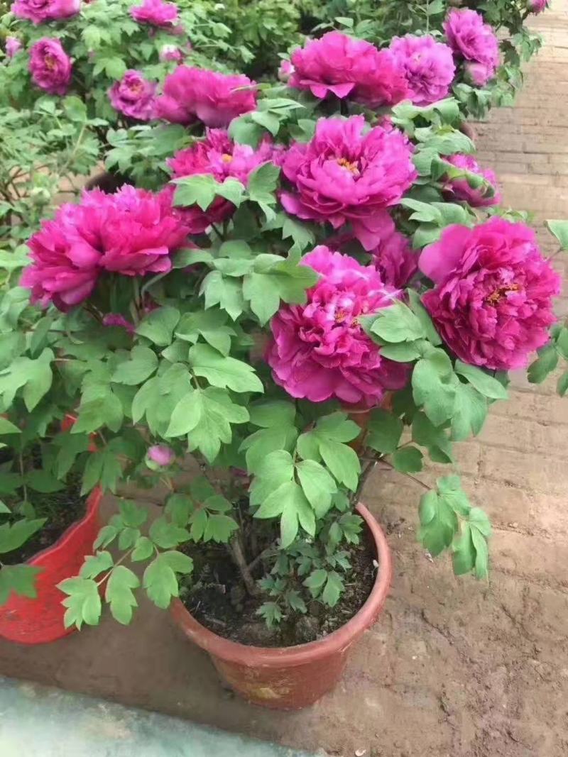 盆栽观赏牡丹花，年宵花！10个花苞以上！80公分高！