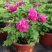 盆栽观赏牡丹花，年宵花！10个花苞以上！80公分高！