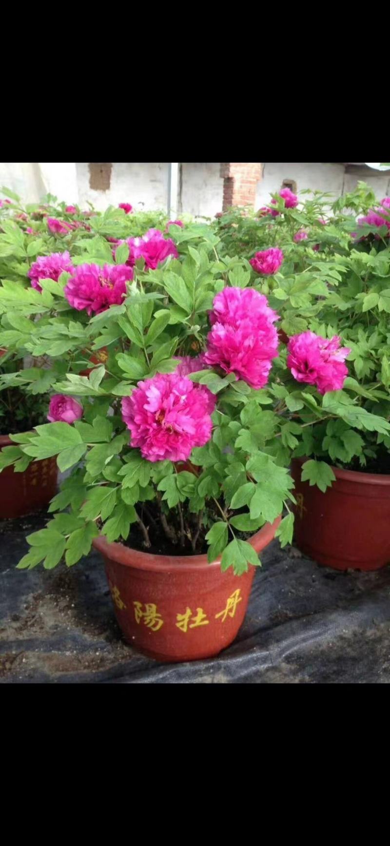 盆栽观赏牡丹花，年宵花！10个花苞以上！80公分高！