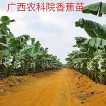 广西农科院直销脱毒香蕉苗西贡蕉苗皇帝蕉苗红香蕉苗