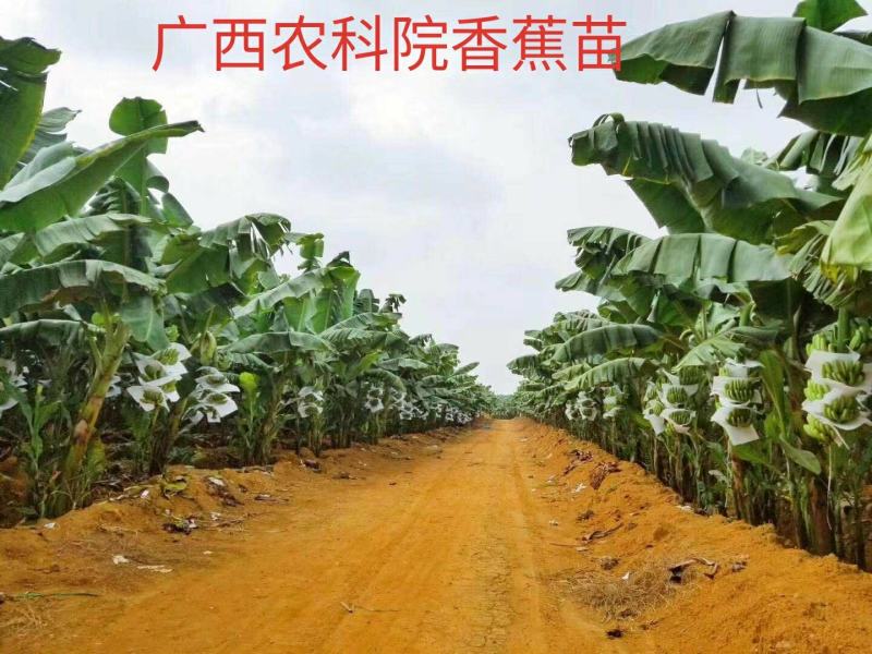 广西农科院直销脱毒香蕉苗西贡蕉苗皇帝蕉苗红香蕉苗